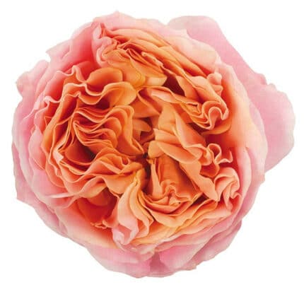 Rose Rosa Loves Me 50cm florec